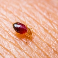 Baby bedbug