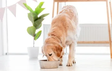 Dog-eating